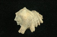 金口岩螺藏品圖，第2張